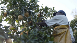 How RFID technology can help your fruit farm